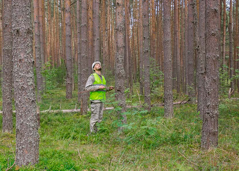 Saint-Laurent Pipeline (Forestry)